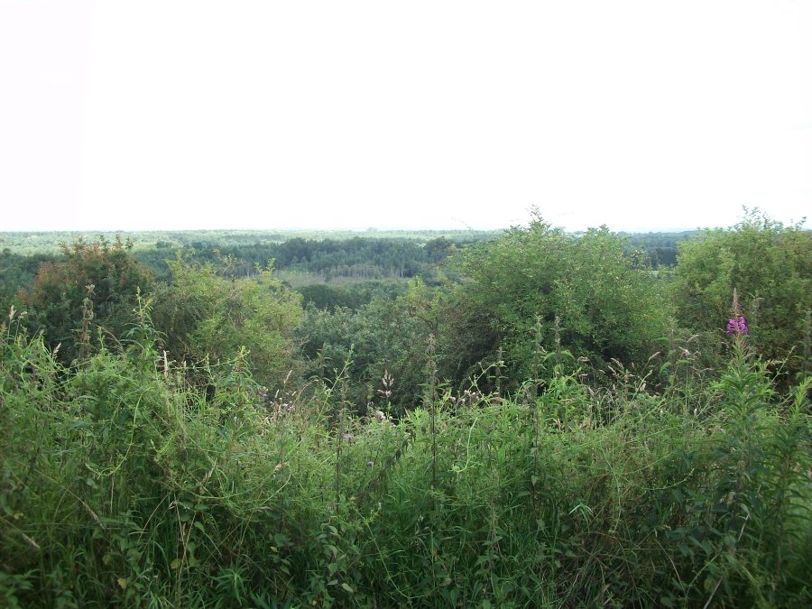 #WitchyWednesday Forest and Woodland SpookyMrsGreen.com mindful parenting and modern pagan lifestyle blog.