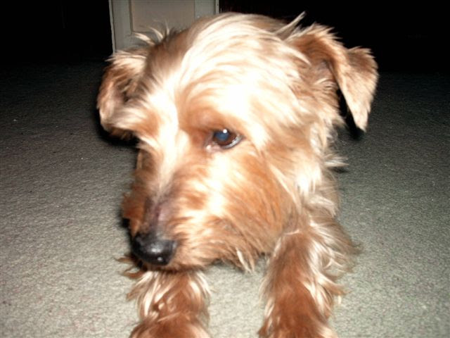 Image of a tan and silver Yorkshire Terrier dog lying on the floor. My Beloved Dog Toby at SpookyMrsGreen.com mindful parenting and modern pagan lifestyle blog.
