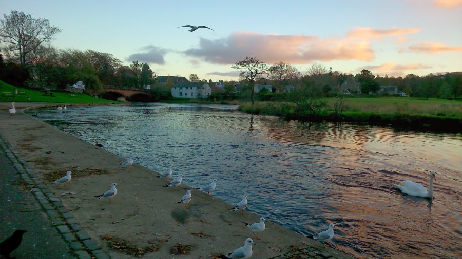 #WitchyWednesday Swans and Gulls on the Lake copyright Catherine Green of SpookyMrsGreen.com mindful parenting and modern pagan lifestyle blog.