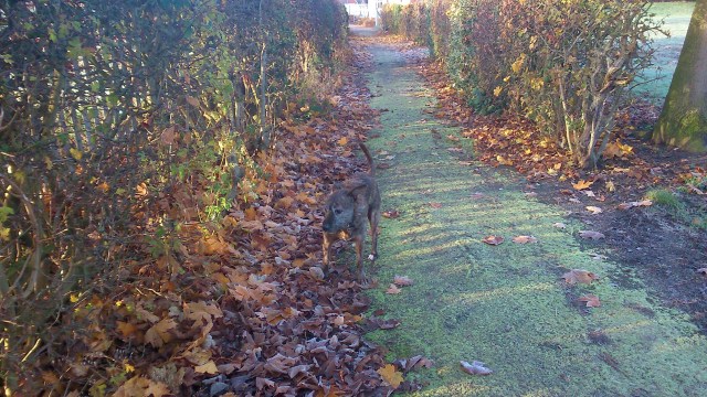 Image of a dog playing in Autumn leaves on a frosty morning walk in Middlewich, Cheshire. #MummyMonday Beloved family dog. Baxter the Staffy X rescue dog by SpookyMrsGreen.com mindful parenting and modern pagan lifestyle blog.