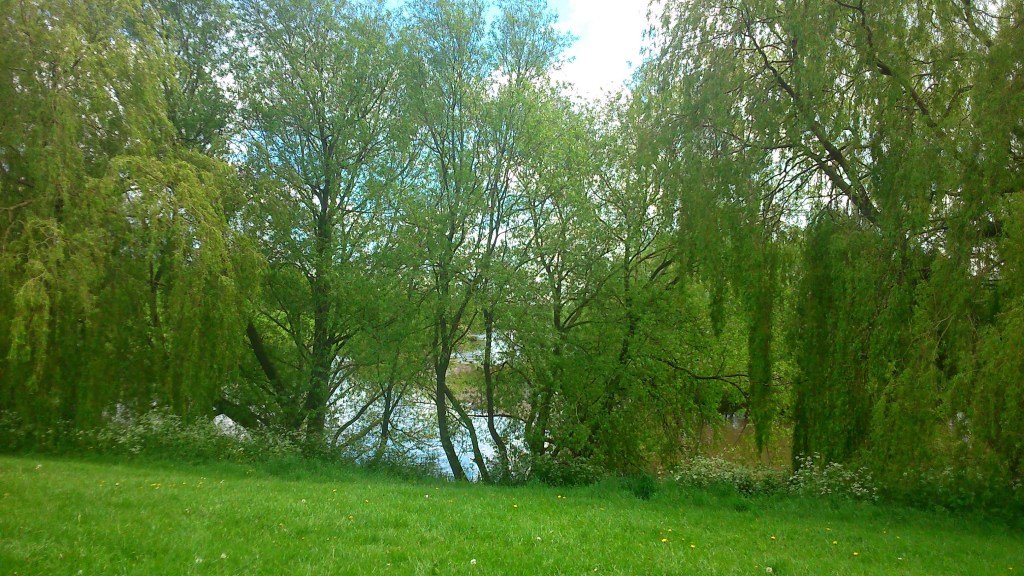 #WitchyWednesday Woodland and Meadow copyright Catherine Green of SpookyMrsGreen.com mindful parenting and modern pagan lifestyle blog.