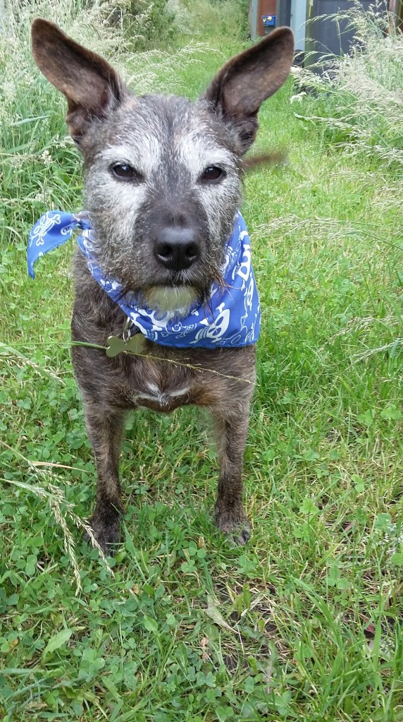 #MummyMonday Beloved family dog. Baxter the Staffy X rescue dog by SpookyMrsGreen.com mindful parenting and modern pagan lifestyle blog.