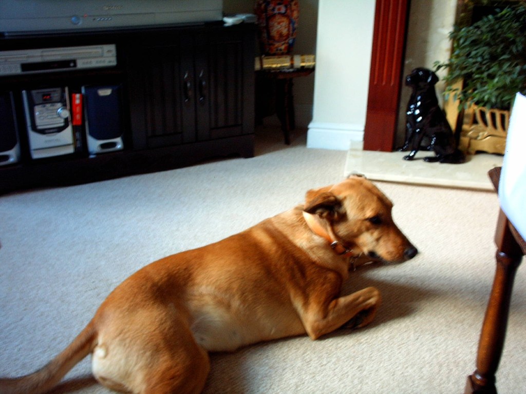 Maggie the rescue dog, our beloved family pet at SpookyMrsGreen.com mindful parenting and modern pagan lifestyle blog.