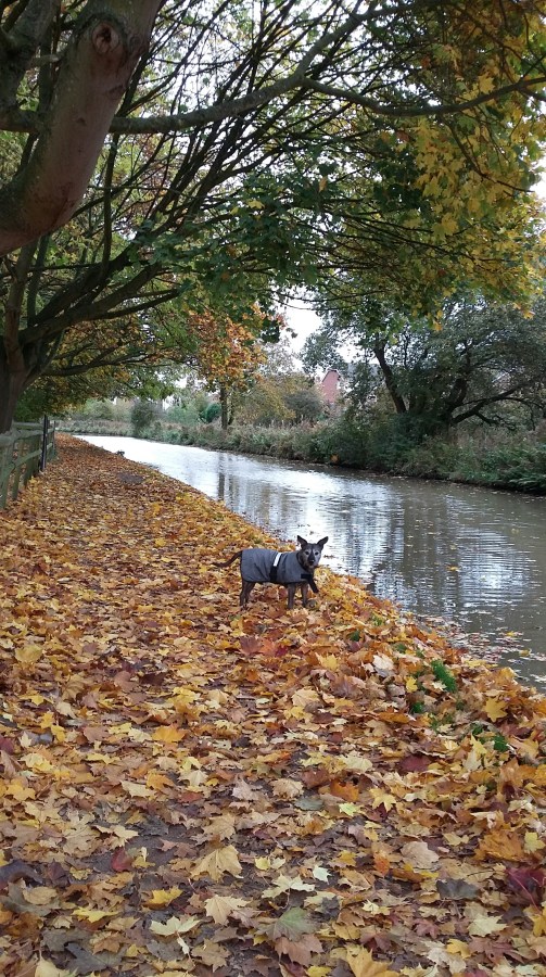 #MummyMonday An Autumn Walk with Baxter the rescue dog by SpookyMrsGreen.com mindful parenting and modern pagan lifestyle blog.