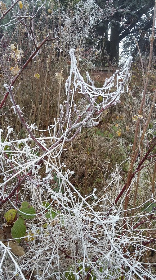 #WitchyWednesday Frozen Tree Branches on a winter morning walk at SpookyMrsGreen.com mindful parenting and modern pagan lifestyle blog.