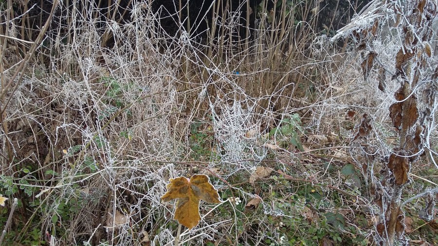 #WitchyWednesday Frozen Cobwebs on a winter morning walk at SpookyMrsGreen.com mindful parenting and modern pagan lifestyle blog.