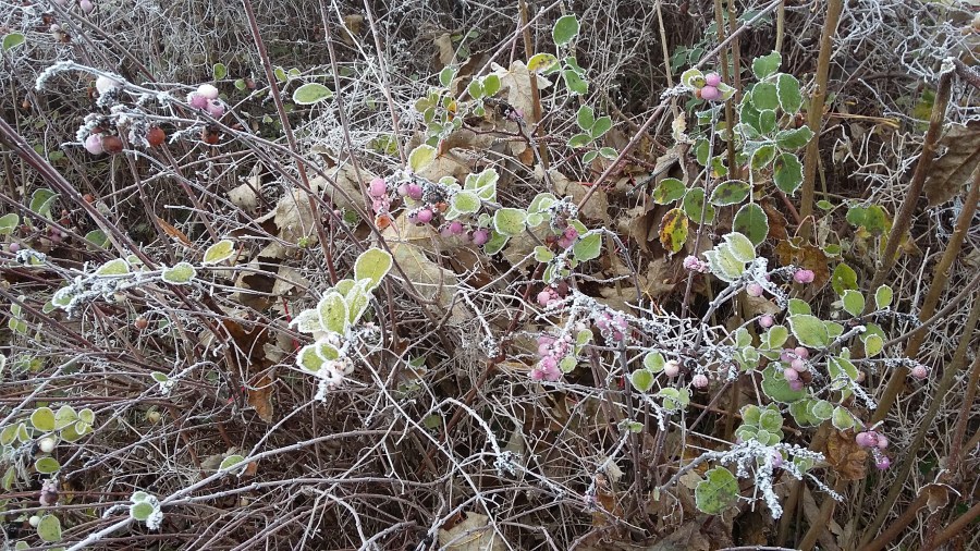 Frozen Wild Berries on a winter morning walk at SpookyMrsGreen.com mindful parenting and modern pagan lifestyle blog.