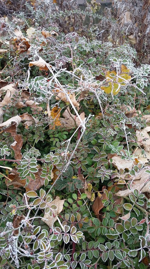 Ice-tipped leaves and branches in Winter at SpookyMrsGreen.com mindful parenting and modern pagan lifestyle blog.