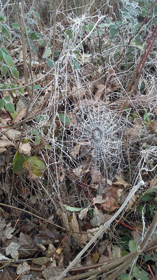 Icy cobweb in leaves in Winter at SpookyMrsGreen.com mindful parenting and modern pagan lifestyle blog.