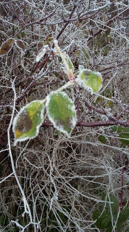 Icy green leaves in Winter at SpookyMrsGreen.com mindful parenting and modern pagan lifestyle blog.