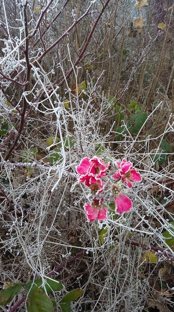 Icy Pink Flowers in Winter at SpookyMrsGreen.com mindful parenting and modern pagan lifestyle blog.