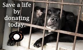 Save a Dog Donate Today. SpookyMrsGreen.com mindful parenting and modern pagan lifestyle blog.