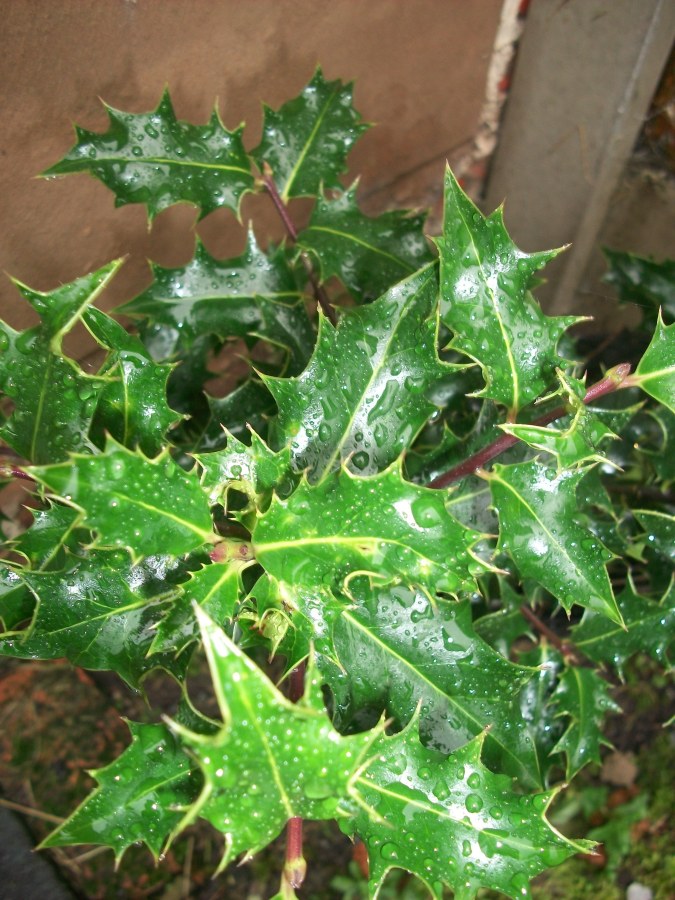 Image of green holly leaves and a holly tree. Merry Winter Solstice from SpookyMrsGreen.com mindful parenting and modern pagan lifestyle blog.
