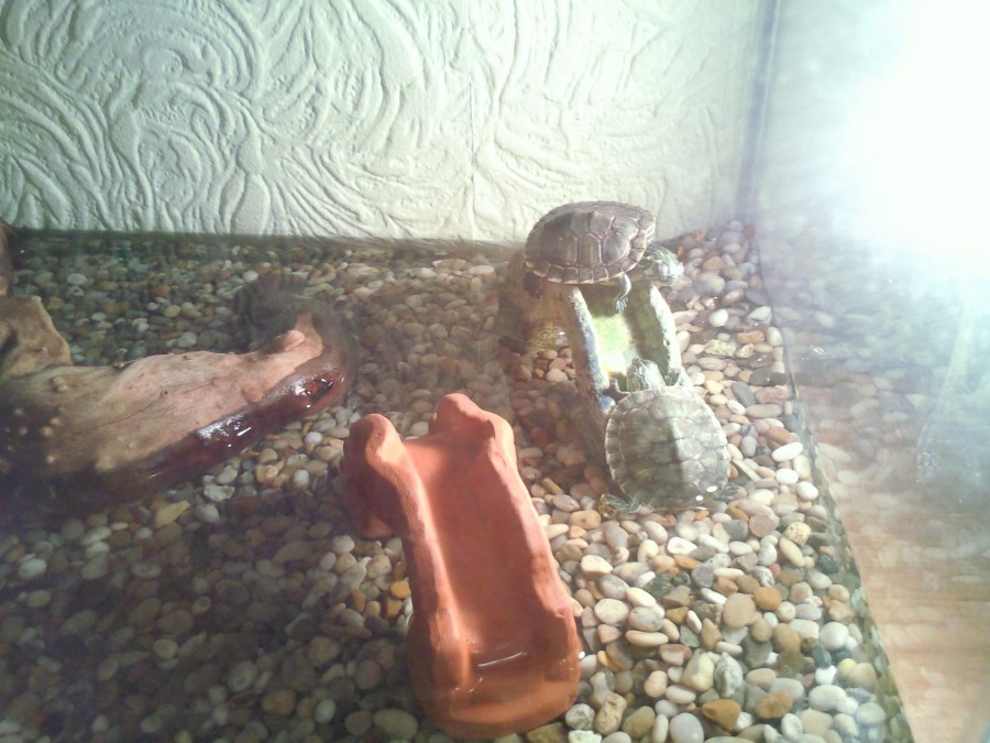 #MummyMonday My pet baby turtles by SpookyMrsGreen.com mindful parenting and modern pagan lifestyle blog.