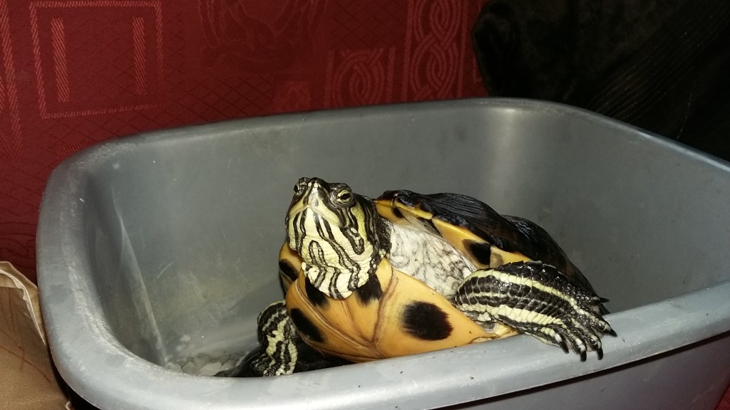 #MummyMonday "Duck" my pet Yellow-Bellied Slider turtle by SpookyMrsGreen.com mindful parenting and modern pagan lifestyle blog.