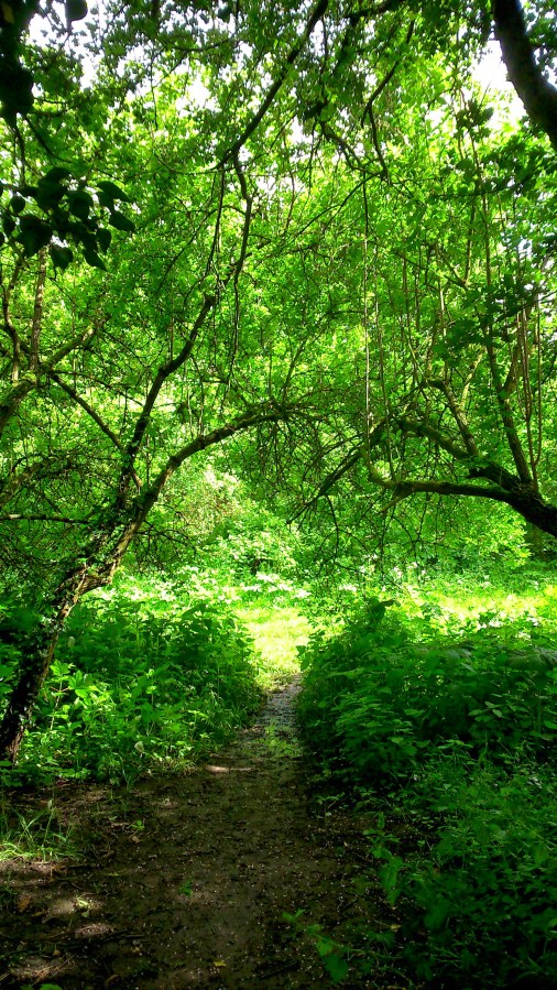 Image of green forest and a woodland path in Cheshire. Enchanted Woodland Path photo by vampire writer Catherine Green at SpookyMrsGreen.com mindful parenting and modern pagan lifestyle blog.