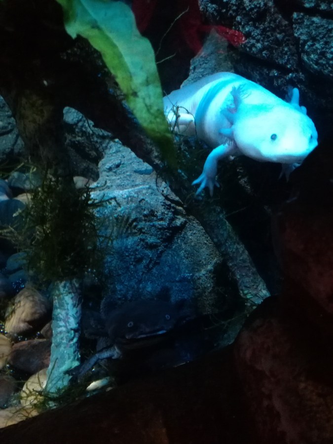 #MummyMonday Axolotl at SEA LIFE Manchester reviewed by SpookyMrsGreen.com mindful parenting and modern pagan lifestyle blog.