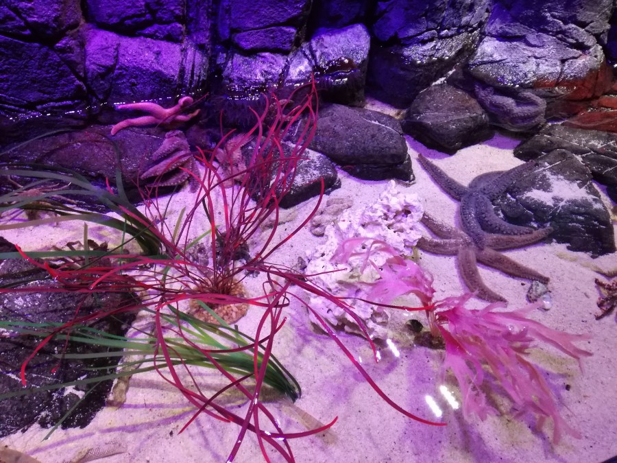 #MummyMonday Rockpools at SEA LIFE Manchester reviewed by SpookyMrsGreen.com mindful parenting and modern pagan lifestyle blog.