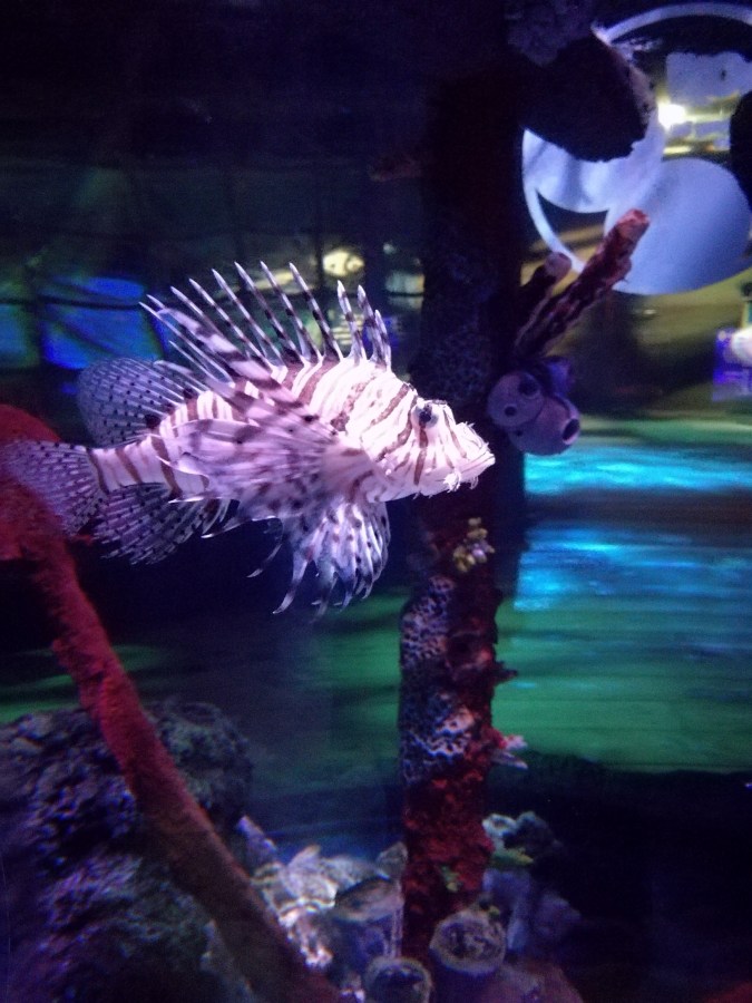 Spiny fish in aquarium. #MummyMonday Family Trip to SEA LIFE Manchester reviewed by SpookyMrsGreen.com mindful parenting and modern pagan lifestyle blog.