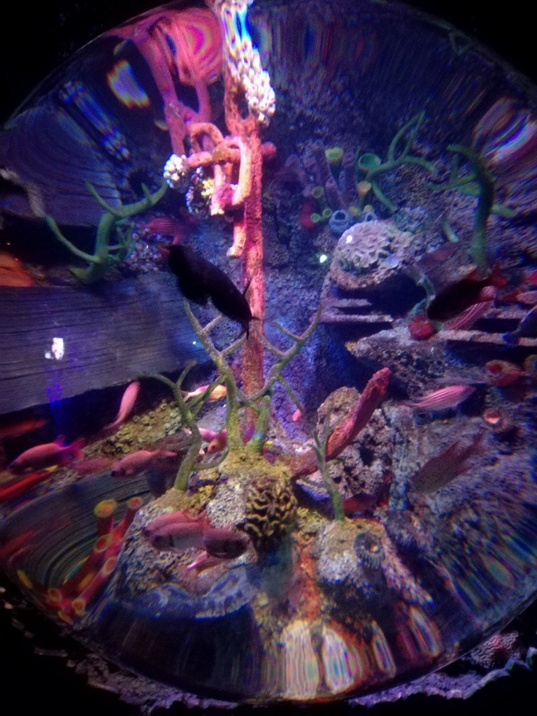 #MummyMonday Family Trip to SEA LIFE Manchester reviewed by SpookyMrsGreen.com mindful parenting and modern pagan lifestyle blog.