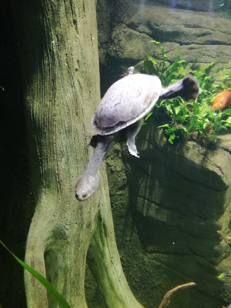 Snake Head Turtle at SEA LIFE Manchester. #MummyMonday Family Trip to SEA LIFE Manchester reviewed by SpookyMrsGreen.com mindful parenting and modern pagan lifestyle blog.