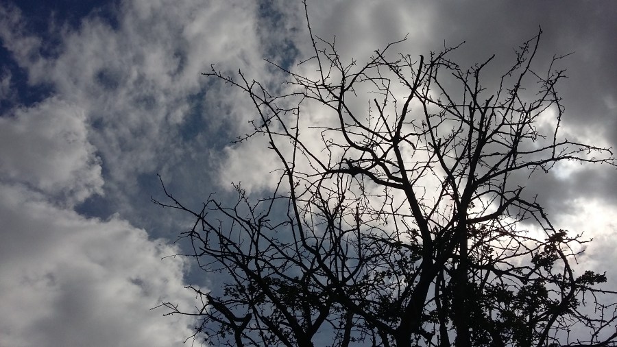 Cloud Sky Tree. #WitchyWednesday article by Catherine Green of SpookyMrsGreen.com mindful parenting and modern pagan lifestyle blog.