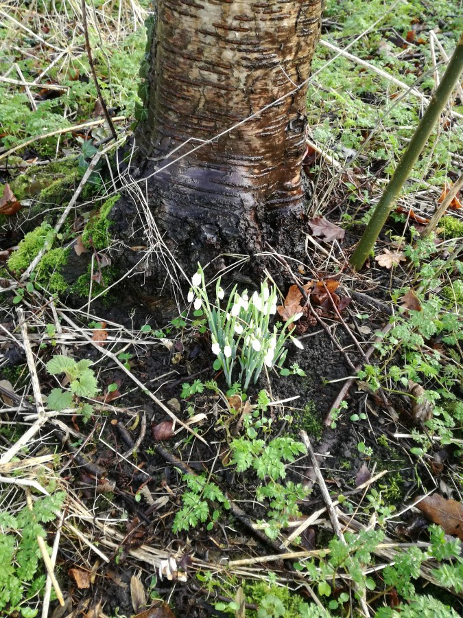#WitchyWednesday Imbolc Snowdrops by SpookyMrsGreen.com mindful parenting and modern pagan lifestyle blog.