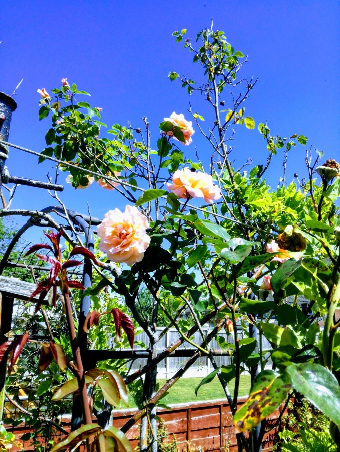 Bright blue sky and pink roses with bright green leaves in a garden in Cheshire, UK. Copyright SpookyMrsGreen.com pagan lifestyle blog.
