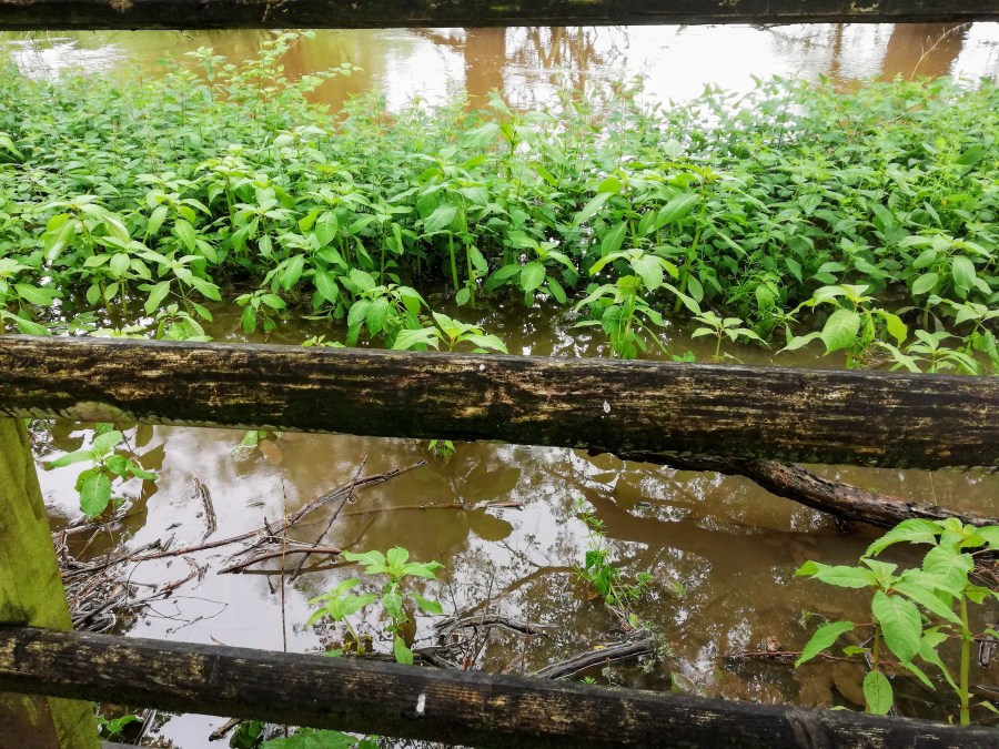 #WitchyWednesday Flooded river Weaver in Middlewich, Cheshire, UK by SpookyMrsGreen.com mindful parenting and modern pagan lifestyle blog.