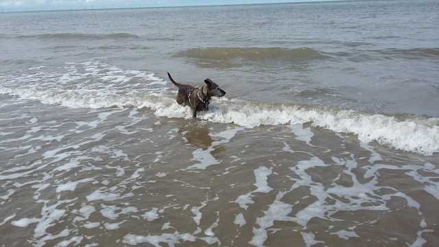 #MummyMonday Baxter the Staffy X rescue dog beloved family dog paddling in the sea by SpookyMrsGreen.com mindful parenting and modern pagan lifestyle blog.