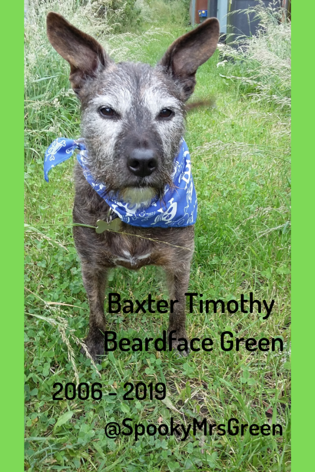#MummyMonday In Memoriam for a beloved family dog. Baxter the Staffy X rescue dog by SpookyMrsGreen.com mindful parenting and modern pagan lifestyle blog.