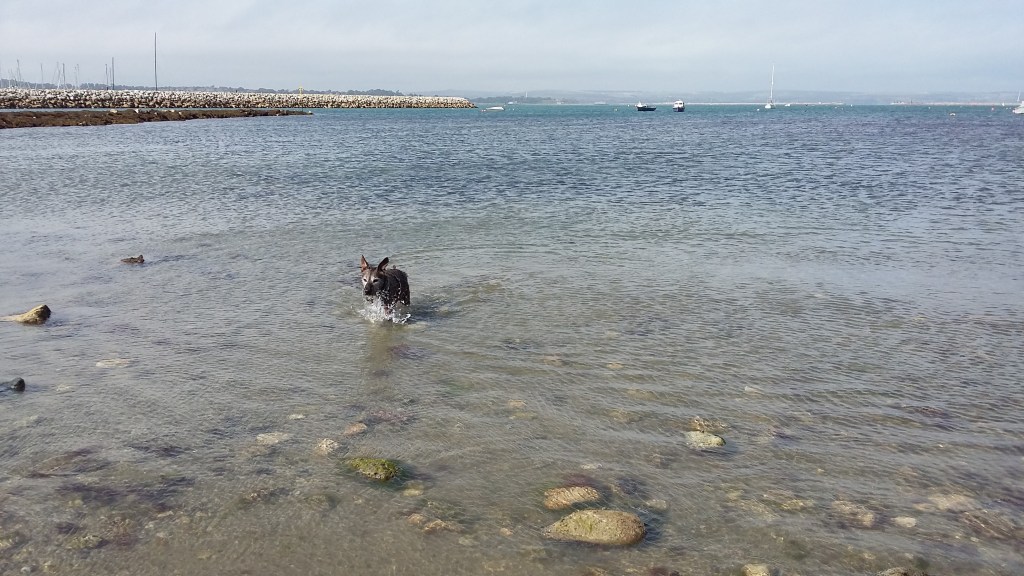 Photo of a dog paddling in the sea. #MummyMonday Isle of Portland off the Dorset coast UK. Dog-friendly family holiday by SpookyMrsGreen.com mindful parenting and modern pagan lifestyle blog.