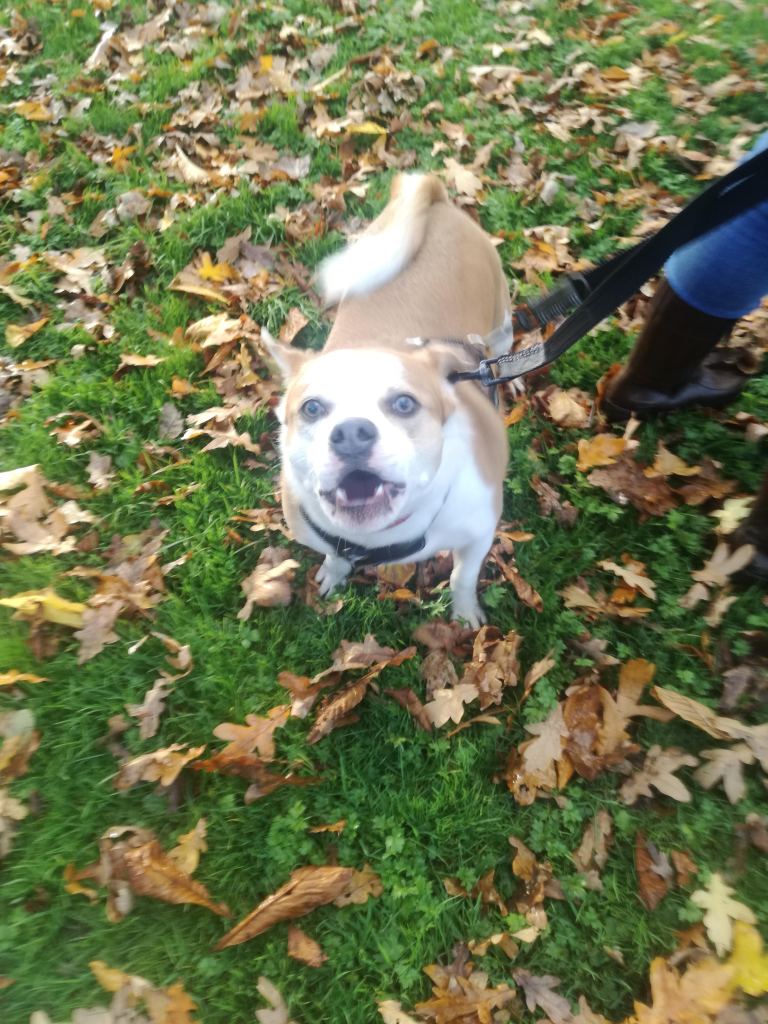 Marley the noisy Staffy X dog. Ground covered in fallen leaves. Photo copyright Catherine Green at SpookyMrsGreen.com mindful parenting and modern pagan lifestyle blog.