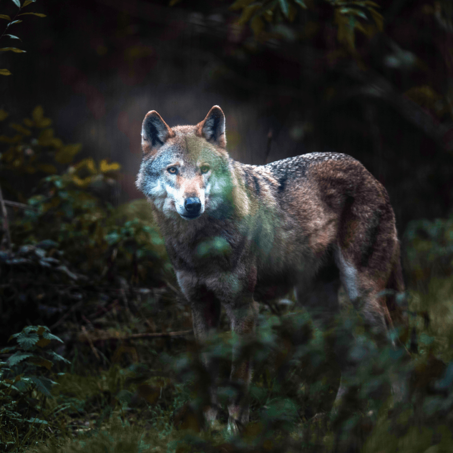 #WitchyWednesday Spooky Wolf in the Forest SpookyMrsGreen.com mindful parenting and modern pagan lifestyle blog.