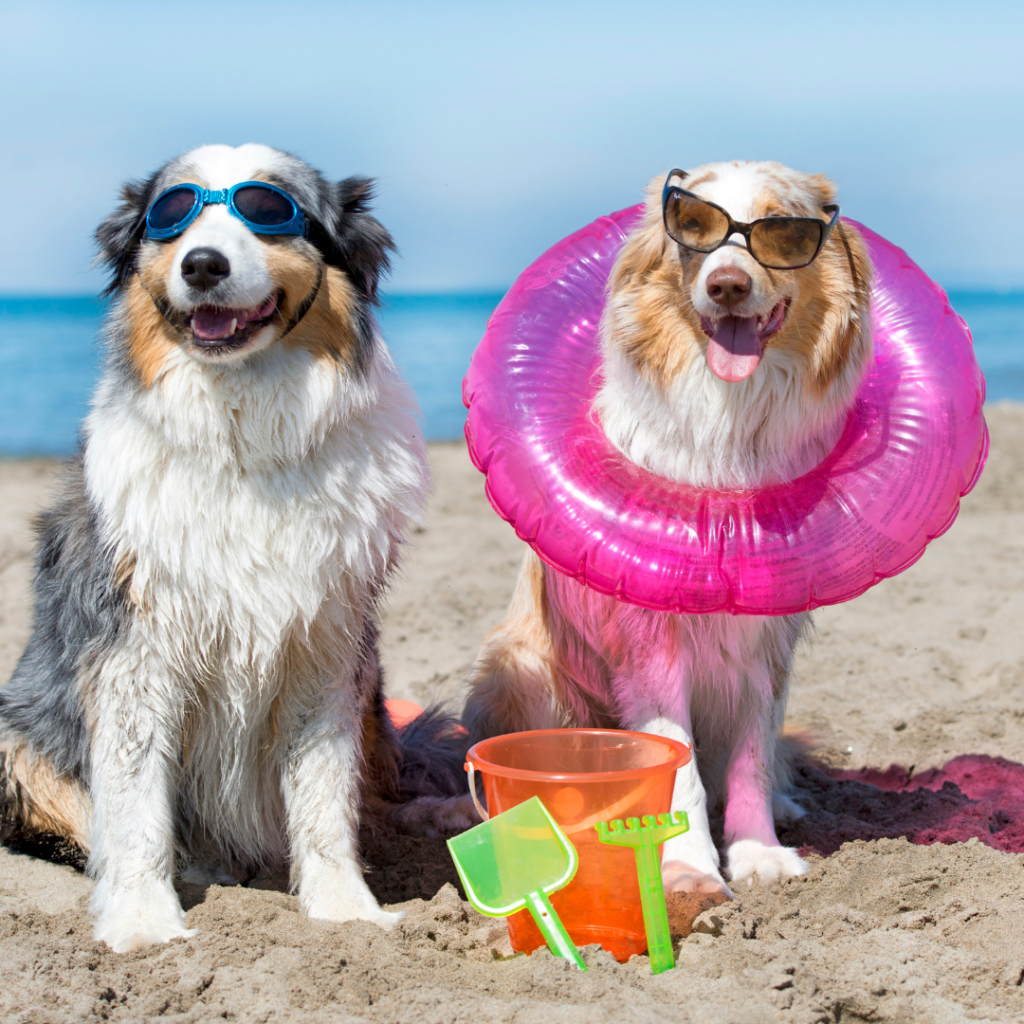#MummyMonday Dogs on the Beach Summer Fun with SpookyMrsGreen.com mindful parenting and modern pagan lifestyle blog.