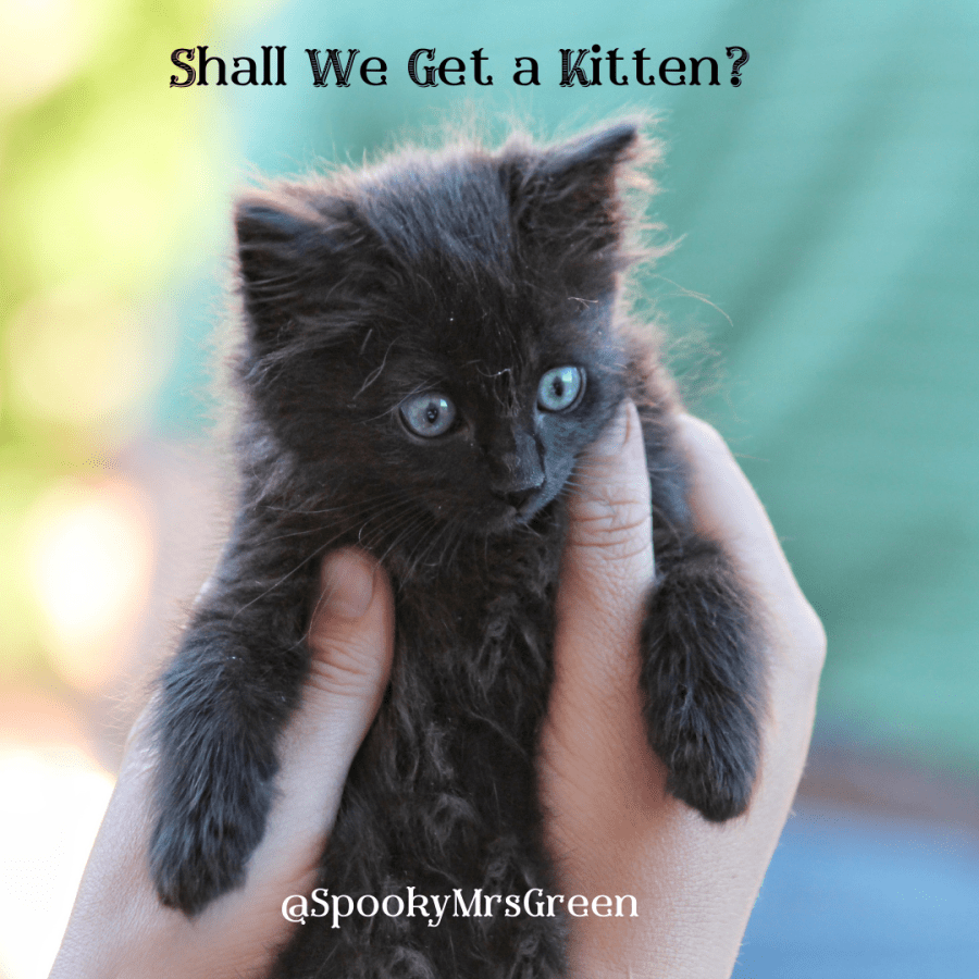 #MummyMonday Shall We Get a Kitten? by SpookyMrsGreen.com mindful parenting and modern pagan lifestyle blog.