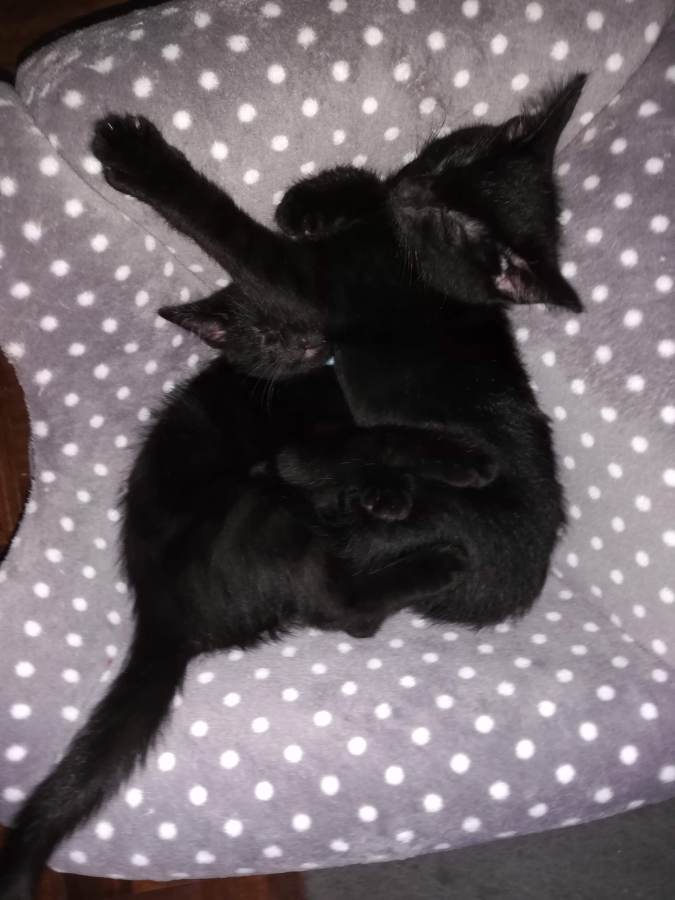 Image of two black kittens sleeping on a grey spotted cat bed. Cora and Nora our black cat kittens. SpookyMrsGreen.com mindful parenting and modern pagan lifestyle blog.