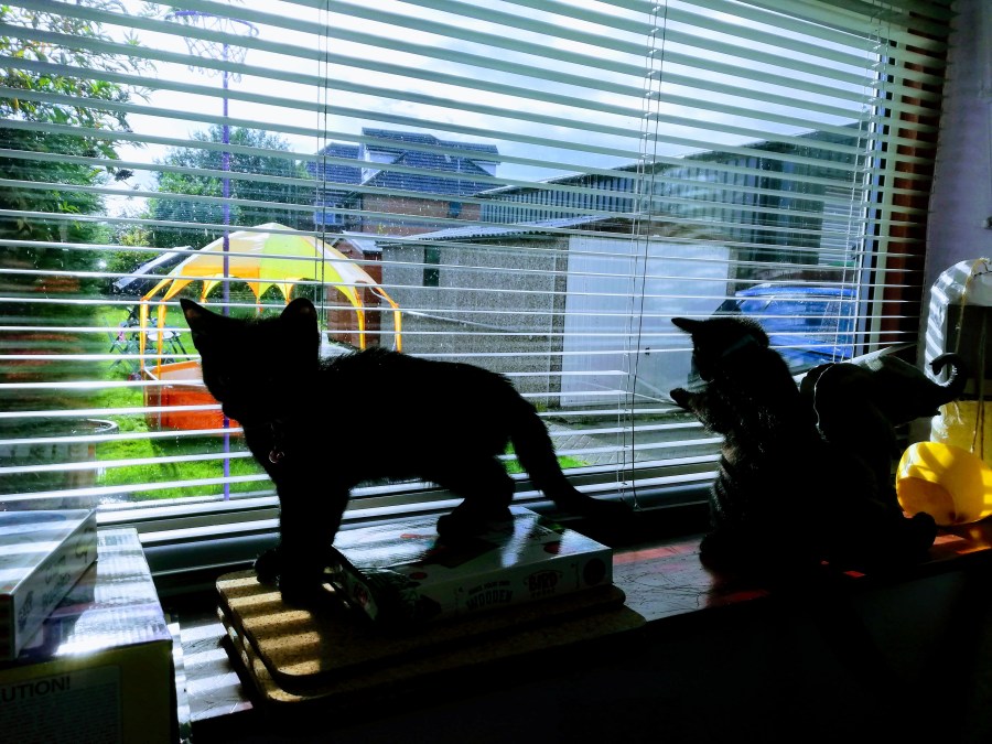 #MummyMonday Our Curious Kittens by SpookyMrsGreen.com mindful parenting and modern pagan lifestyle blog.