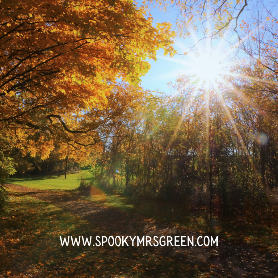 Winter Sun and Autumn Leaves on Trees at SpookyMrsGreen.com mindful parenting and modern pagan lifestyle blog.