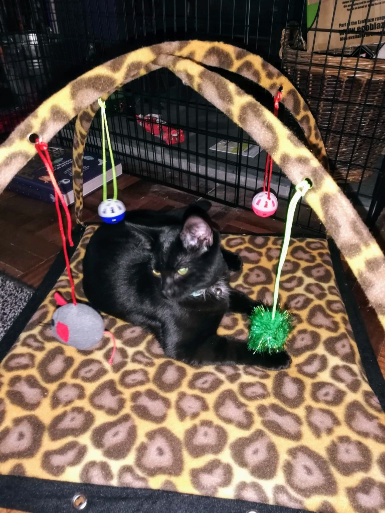 My black cat playing with her cat toys. SpookyMrsGreen.com mindful parenting and modern pagan lifestyle blog.