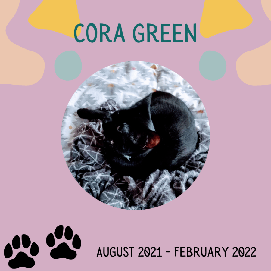 Remembering Cora Green our beloved cat by SpookyMrsGreen.com mindful parenting and modern pagan lifestyle blog.