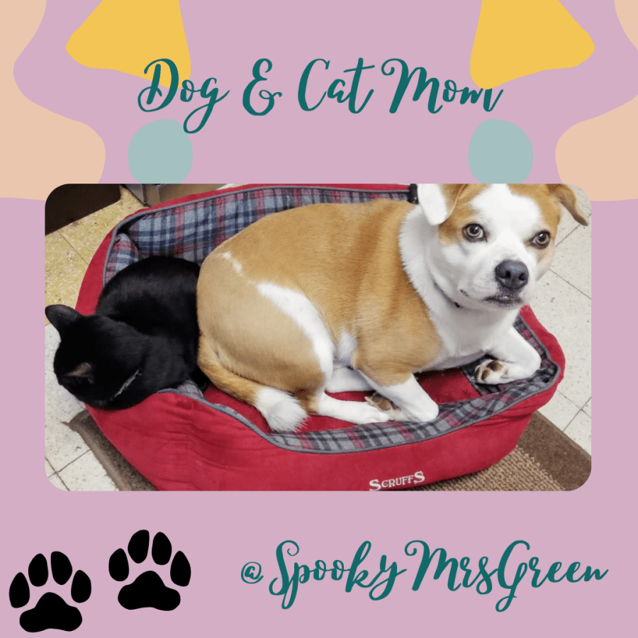 Image of Marley the Staffy cross Pomeranian rescue dog and Nora the domestic short hair black cat lying a soft dog bed together. Text reads "Dog and Cat Mom @SpookyMrsGreen” with paw prints next to the text. Pet blogger UK. SpookyMrsGreen.com mindful parenting and modern pagan lifestyle blog.