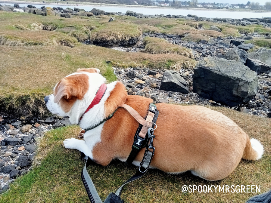 Marley the Staffy X dog. at Longniddry in Scotland. Photo copyright Catherine Green at SpookyMrsGreen.com pagan lifestyle blog.