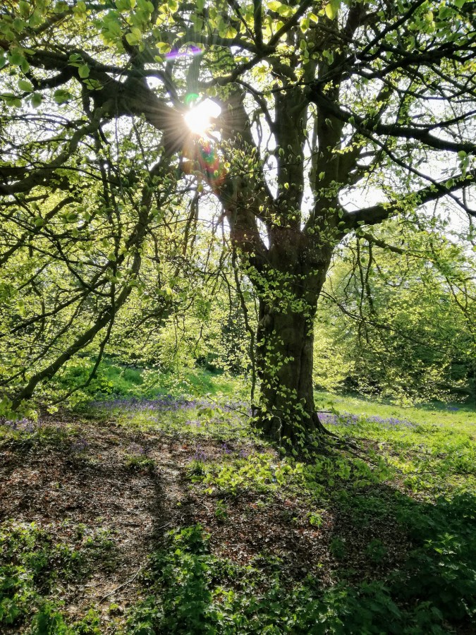 Sunlight through the trees in a forest. Photo copyright Catherine Green at SpookyMrsGreen.com pagan lifestyle blog.