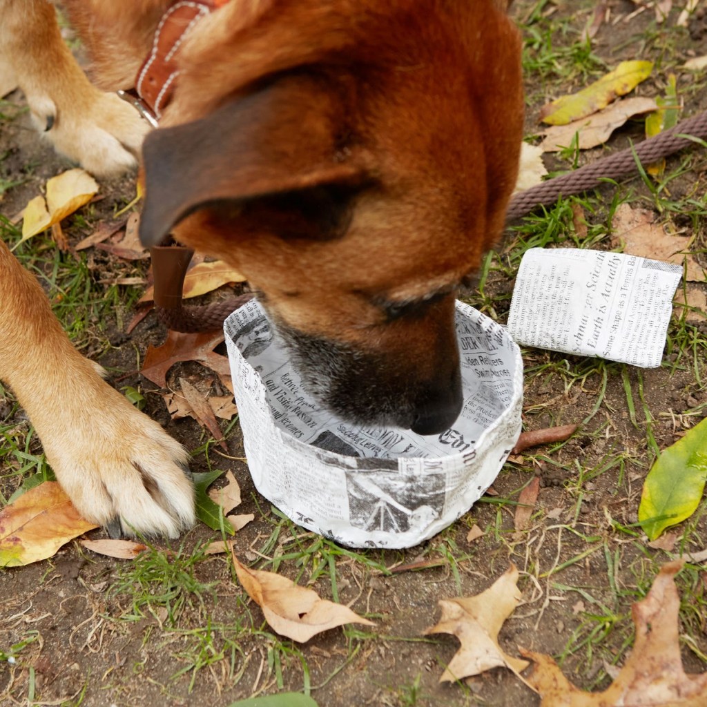 Image of a dog drinking from a travel water bowl. Fake News Water Bowl for dogs from Kikkerland Kobe Collection featured at SpookyMrsGreen.com mindful parenting and modern pagan lifestyle blog.