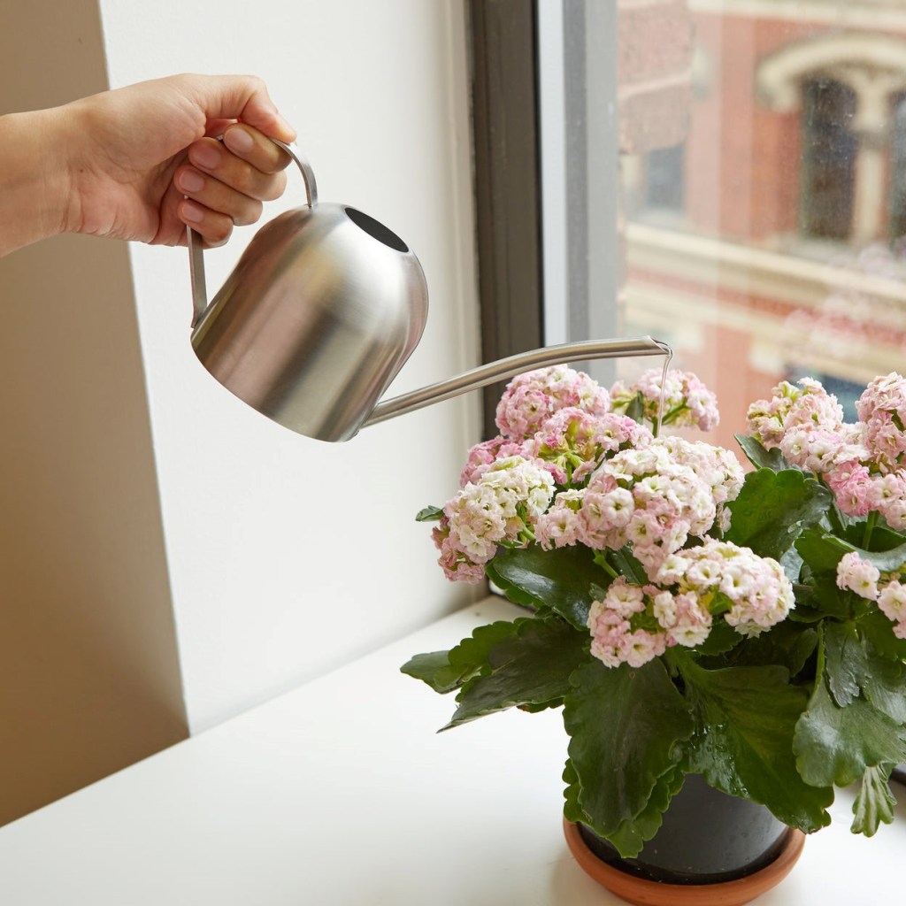 Image of a person watering indoor plants with a vintage style watering can. Stainless Steel Watering Can from Kikkerland reviewed at SpookyMrsGreen.com mindful parenting and modern pagan lifestyle blog.
