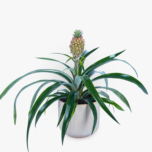 Pineapple Plant from Haute Florist affiliated with SpookyMrsGreen.com mindful parenting and modern pagan lifestyle blog.
