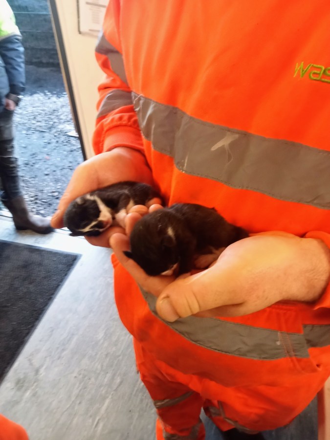 Image of a man in orange PPE uniform holding two new-born kittens in his hands. Compost Kittens found on an IVC Facility in Cheshire East. SpookyMrsGreen.com mindful parenting and modern pagan lifestyle blog.