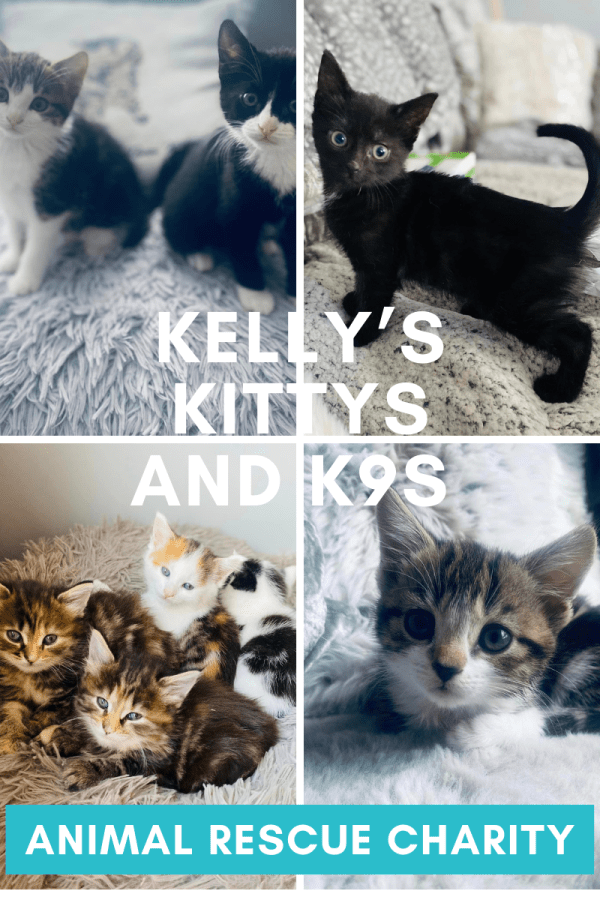 Photos of black and white kittens, a black kitten, tabby and white kittens and ginger kittens that all need to be rehomed. Kelly’s Kittys and K9s Animal Rescue Charity in Cheshire, England. Supported by SpookyMrsGreen.com mindful parenting and modern pagan lifestyle blog.