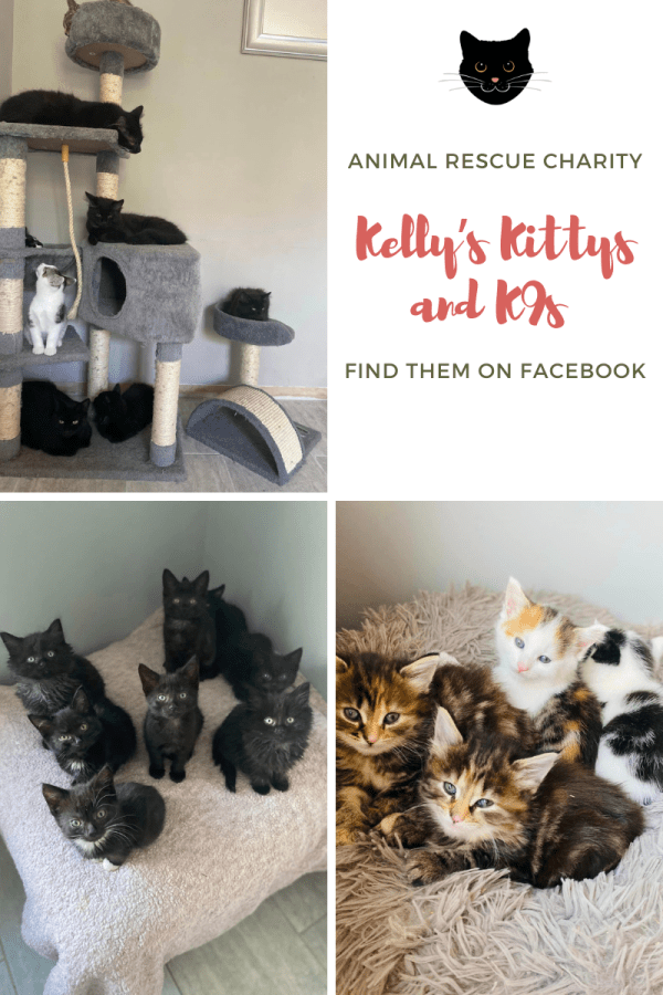 Photos of black and white kittens, black cats on a cat tree, tabby and white kittens and ginger kittens that all need to be rehomed. Find them on Facebook: Kelly’s Kittys and K9s Animal Rescue Charity in Cheshire, England. Supported by SpookyMrsGreen.com mindful parenting and modern pagan lifestyle blog.